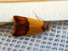 Heteroteucha dichroella