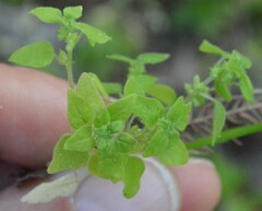 Parietaria floridana