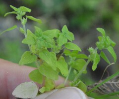 Parietaria floridana