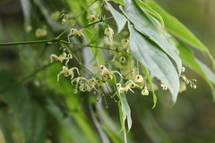Epimedium wushanense