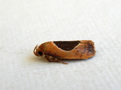Hoplomorpha abalienella