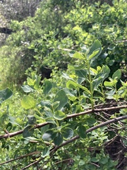 Lonicera interrupta