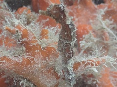 Hippocampus reidi