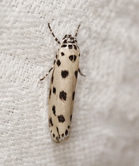 Ethmia sphaerosticha