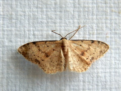 Idaea halmaea