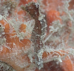 Hippocampus reidi