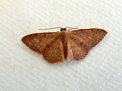Idaea philocosma