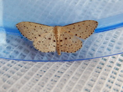 Idaea punctatissima