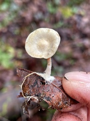 Pholiota scamba