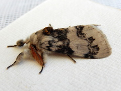 Iropoca rotundata
