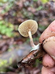 Pholiota scamba