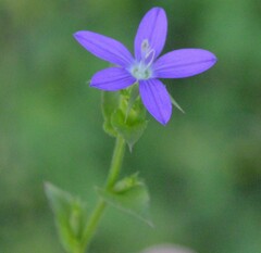 Triodanis