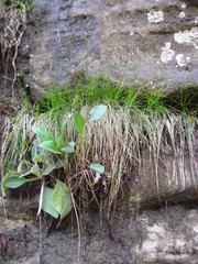Carex eburnea