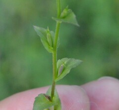 Triodanis