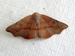 Laspeyria concavata