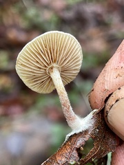 Pholiota scamba