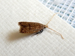 Lecithocera imprudens