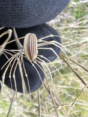 Lomatium nudicaule