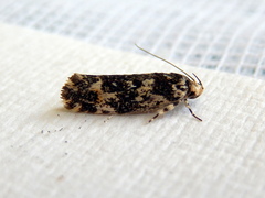 Lichenaula lichenea