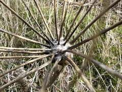 Lomatium nudicaule