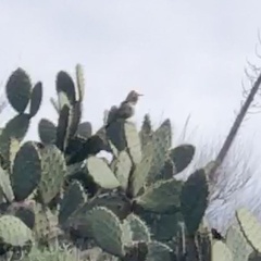 Campylorhynchus brunneicapillus sandiegensis