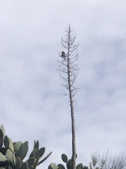 Campylorhynchus brunneicapillus sandiegensis