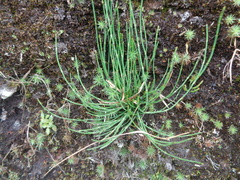 Equisetum bogotense