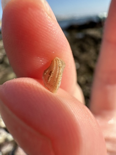 Milneria minima