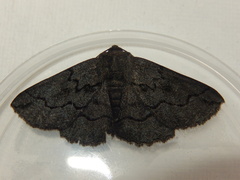 Melanodes anthracitaria