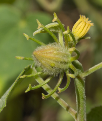 Hibiscus furcellatus