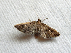 Metasia capnochroa