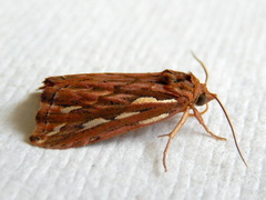 Meyrickella torquesauria