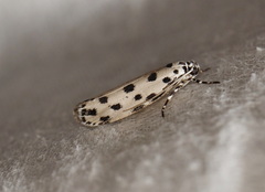 Ethmia sphaerosticha