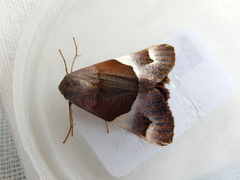 Niceteria macrocosma