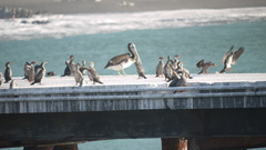 Poikilocarbo gaimardi