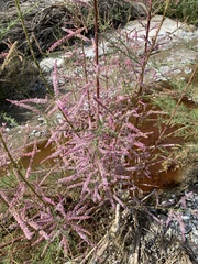 Tamarix chinensis
