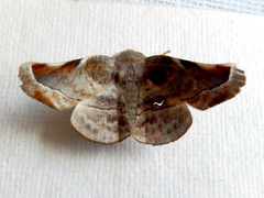Oenochroma turneri
