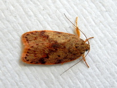 Oligoloba severa