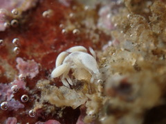 Trinchesia albocrusta