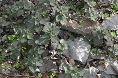 Urtica chamaedryoides