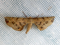 Parepisparis excusata