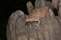 Scinax acuminatus
