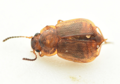 Anthobium unicolor