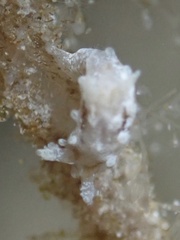 Okenia zoobotryon