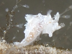 Okenia zoobotryon