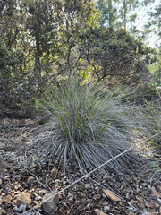 Calamagrostis ophitidis