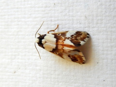 Philenora aspectalella