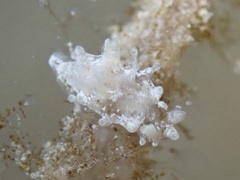 Okenia zoobotryon