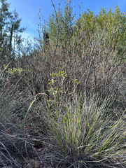 Calamagrostis ophitidis