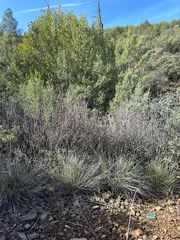 Calamagrostis ophitidis